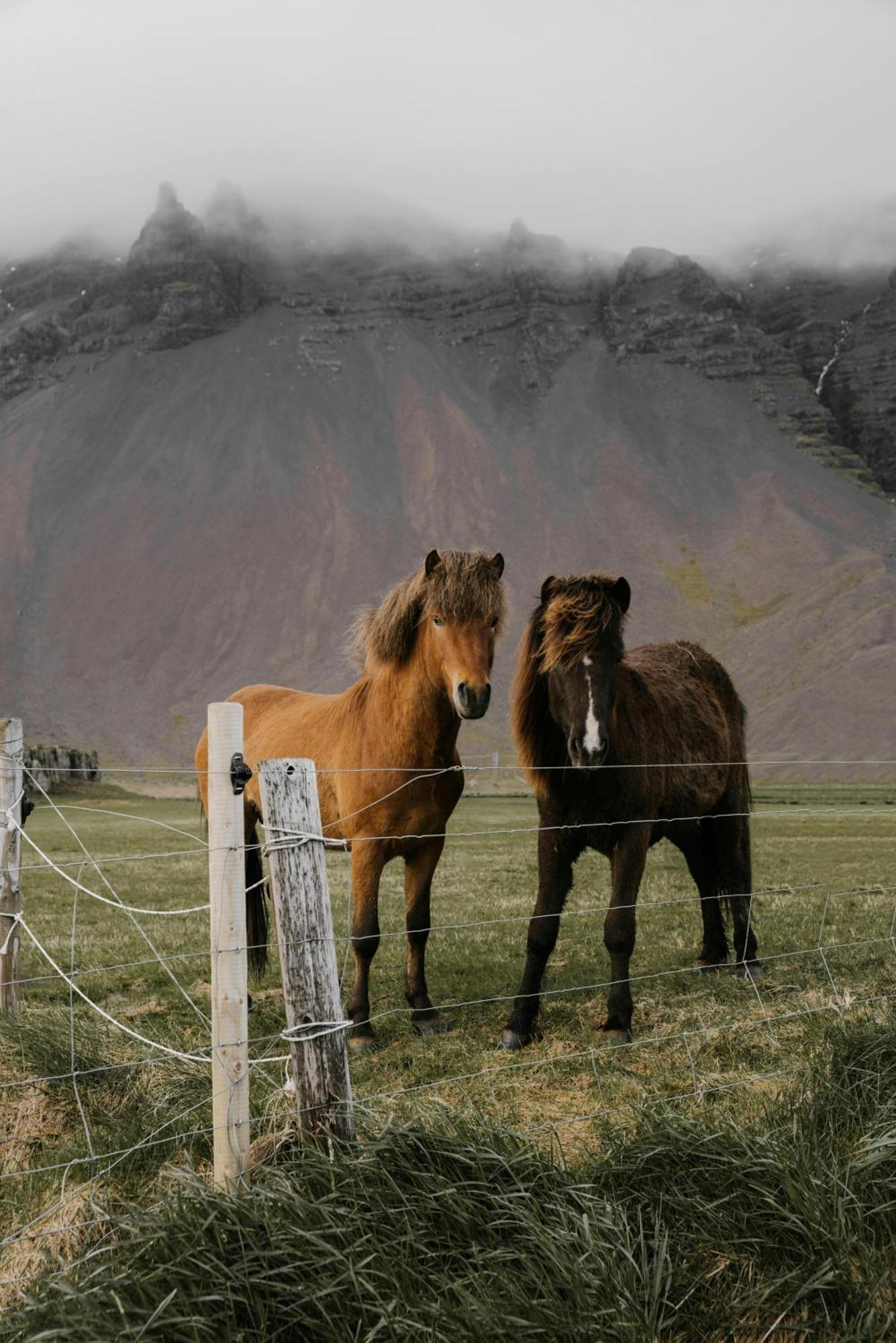 Lara Studio In Laugardalur Valley, Reykjavik Central Park And Botanical Garden, Private Entrance, Free Private Parking On Side 외부 사진
